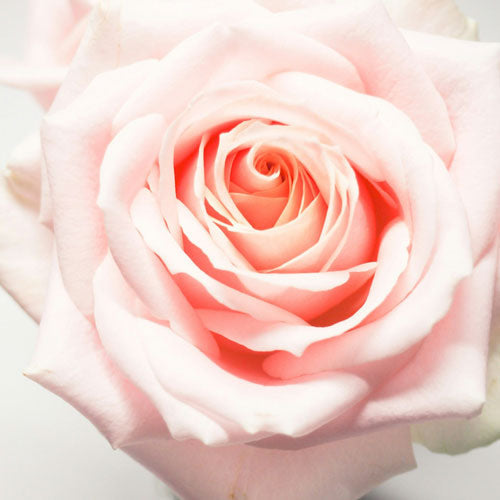 I Am Blessed Blissful Elixir – Frequency Lifter - Blue Lotus & Rose - Dropper Bottle